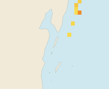 Satellite floating-algae map near Ambergris Caye, Oct 2023 (opens full map image in a new tab)