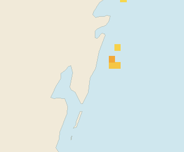 Satellite floating-algae map near Mahahual, Aug 2024 (opens full map image in a new tab)
