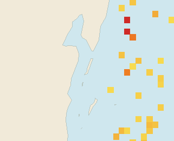 Satellite floating-algae map near Ambergris Caye, Jan 2026 (opens full map image in a new tab)