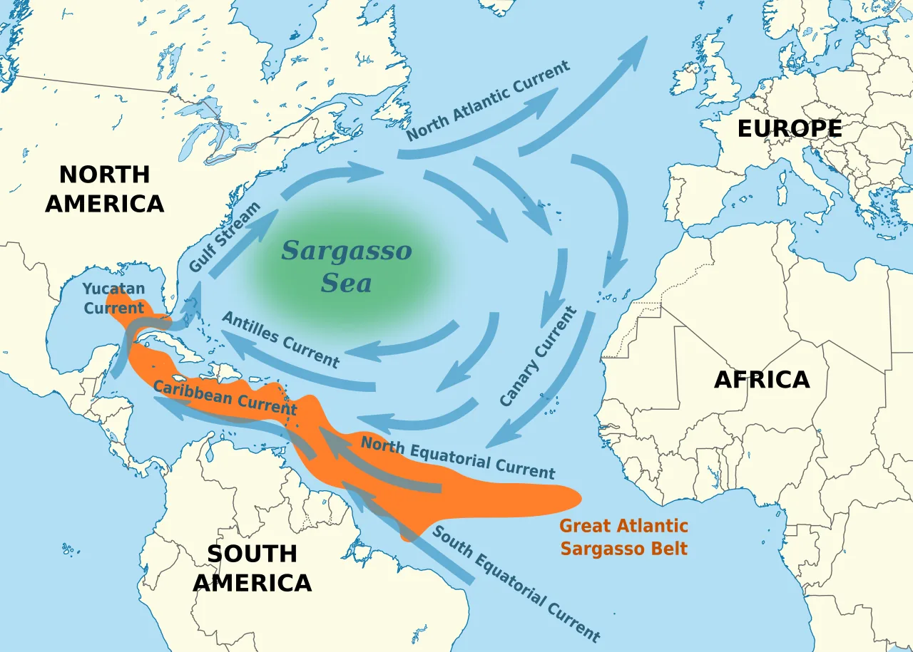 Map of the North Atlantic showing the Sargasso Sea encircled by the Gulf Stream, North Atlantic, Canary, and North Equatorial currents, with the Great Atlantic Sargassum Belt marked in orange to its south