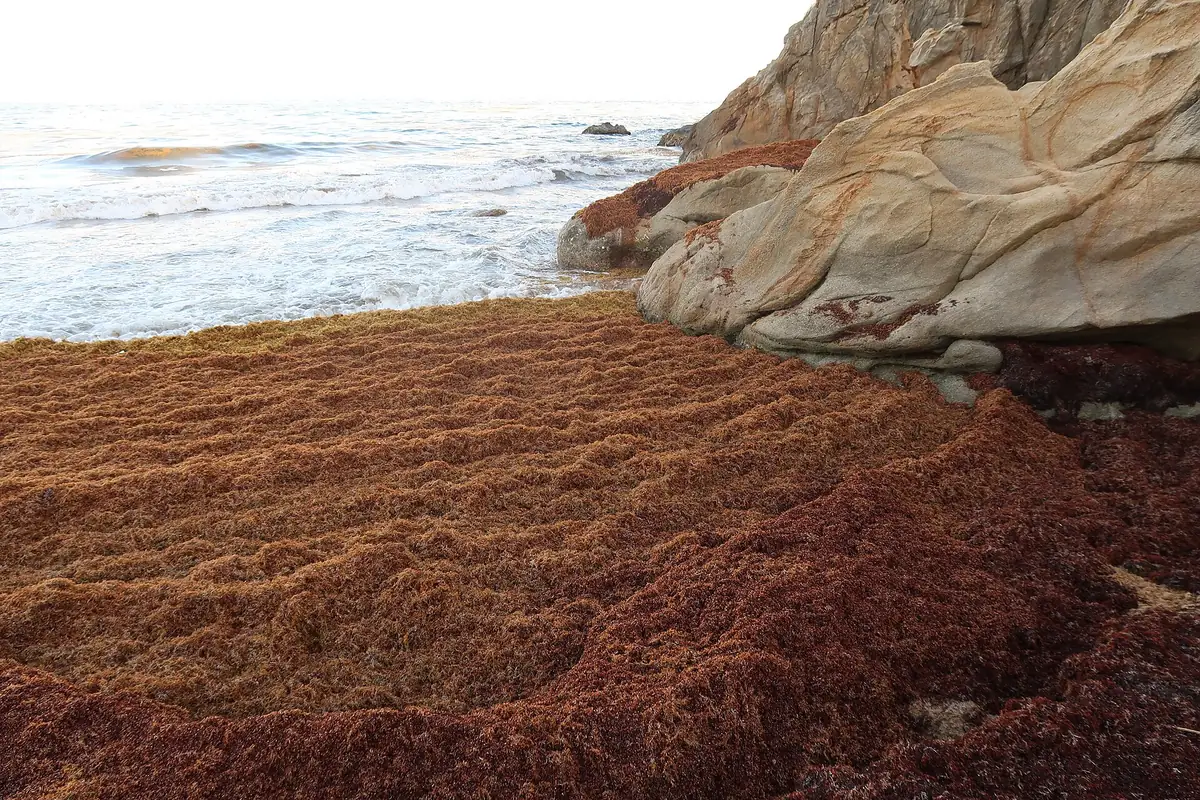 A beach completely carpeted in thick reddish-brown sargassum, with waves and rocks behind