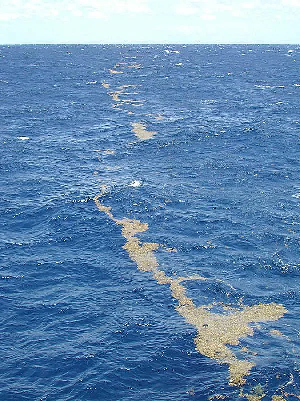 A long golden line of floating sargassum stretching across deep blue open ocean toward the horizon